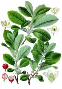 Yerba mate plant