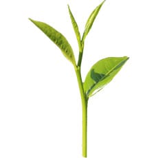 loose leaf tea, tea plant, tea, camellia sinensis, camellia assamica